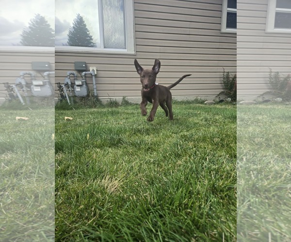 Medium Photo #4 Labrador Retriever-Unknown Mix Puppy For Sale in MIDWAY, UT, USA