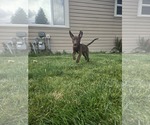 Small #3 Labrador Retriever Mix