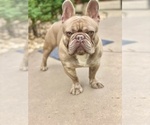 Small #1 French Bulldog