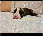 Small #13 Boxer