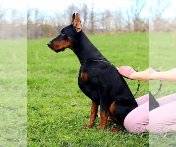 Medium Photo #1 Doberman Pinscher Puppy For Sale in FORT LAUDERDALE, FL, USA