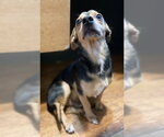 Small #6 Chihuahua
