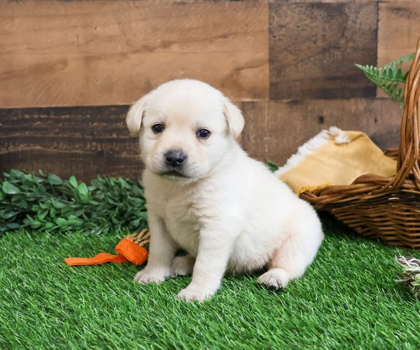 Medium Photo #9 Labrador Retriever Puppy For Sale in SYRACUSE, IN, USA