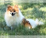 Small Photo #1 Maltipom Puppy For Sale in ROCK VALLEY, IA, USA