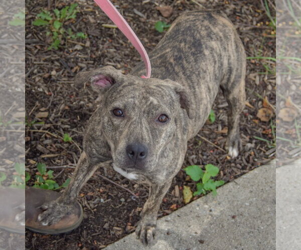 Medium Photo #3 American Staffordshire Terrier-Boxer Mix Puppy For Sale in Huntley, IL, USA