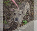 Small Photo #3 American Staffordshire Terrier-Boxer Mix Puppy For Sale in Huntley, IL, USA