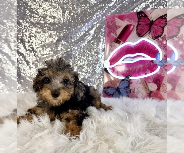 Medium Photo #2 Bernedoodle (Miniature) (+ Poodle Miniature) Puppy For Sale in INDIANAPOLIS, IN, USA