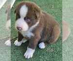 Small Photo #2 Australian Shepherd Puppy For Sale in NELSON, VA, USA