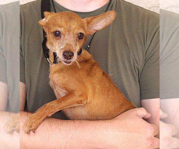 Medium Photo #3 Chihuahua Puppy For Sale in Carrollton, TX, USA