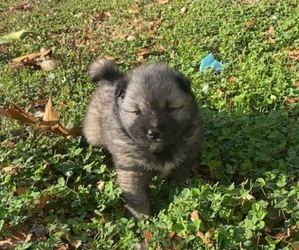 American Eskimo Dog-Keeshond Mix Puppy for sale in HIGH POINT, NC, USA