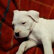 Small Photo #289 Dogo Argentino Puppy For Sale in PINEVILLE, MO, USA