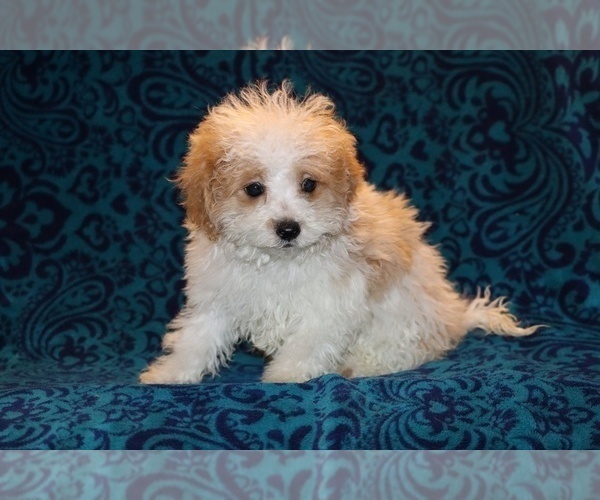 Medium Photo #6 Goldendoodle (Miniature) Puppy For Sale in DYERSBURG, TN, USA
