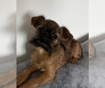 Small Photo #3 Brussels Griffon Puppy For Sale in SAGINAW, MI, USA