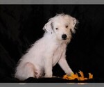 Small Photo #3 Jack-A-Poo Puppy For Sale in FREDERICKSBG, OH, USA