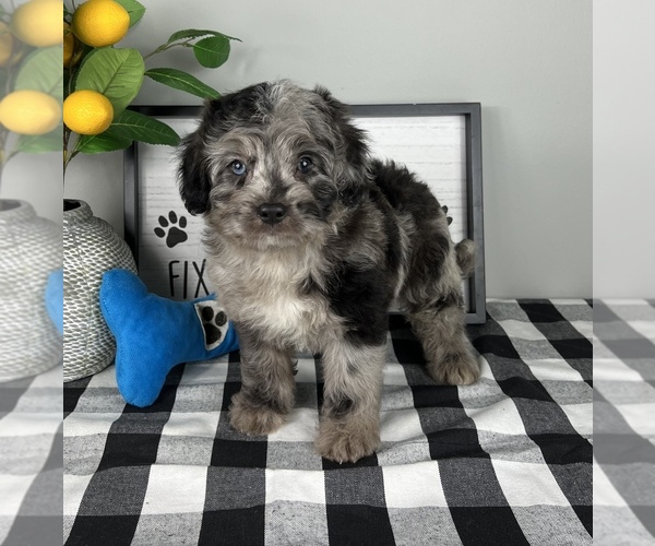 Medium Photo #4 Bernedoodle (Miniature) Puppy For Sale in FRANKLIN, IN, USA