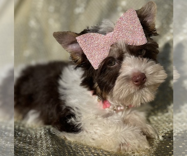 Medium Photo #7 Yorkshire Terrier Puppy For Sale in MIAMI, FL, USA