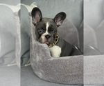 Small #4 French Bulldog