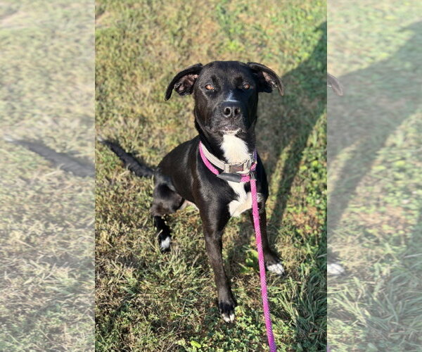 Medium Photo #4 Labrador Retriever-Unknown Mix Puppy For Sale in Williamsburg, IA, USA