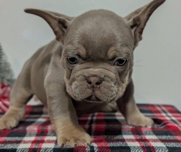Medium Photo #14 French Bulldog Puppy For Sale in GOSHEN, IN, USA