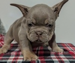Small #13 French Bulldog
