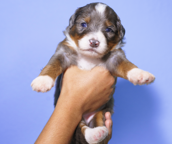 Medium Photo #1 Bernedoodle (Miniature) Puppy For Sale in ARLINGTON, TX, USA