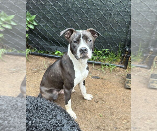 Medium Photo #25 American Pit Bull Terrier-Beagle Mix Puppy For Sale in Brewster, NY, USA