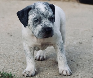 American Bully Puppy for sale in CHAMPAIGN, IL, USA