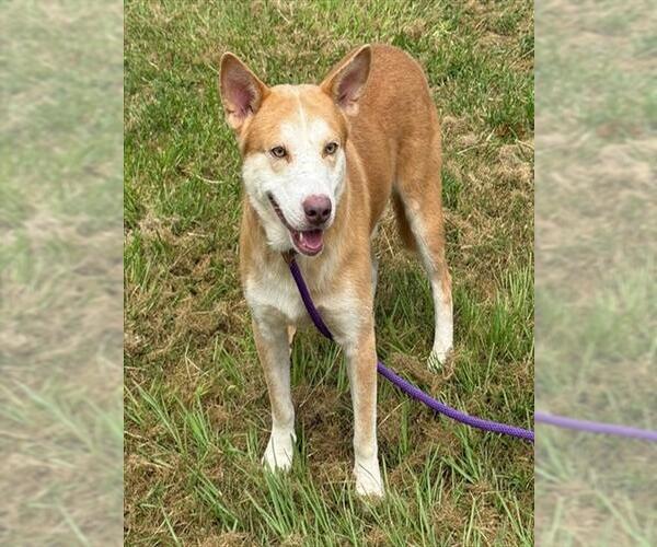 Medium Photo #1 Siberian Husky-Unknown Mix Puppy For Sale in Conroe, TX, USA