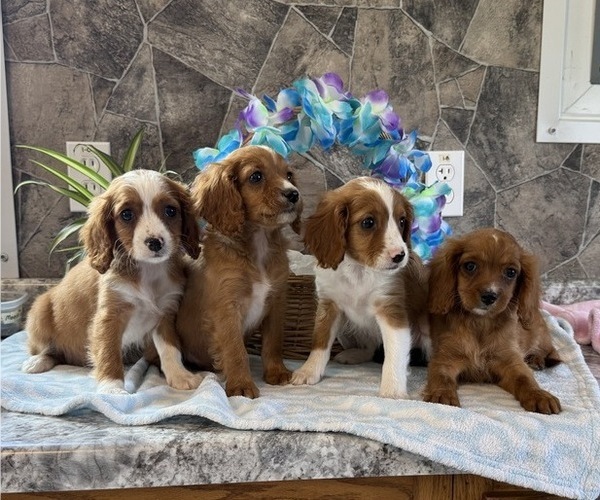 Medium Photo #5 Cavapoo Puppy For Sale in THORP, WI, USA