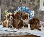 Small #4 Cavapoo