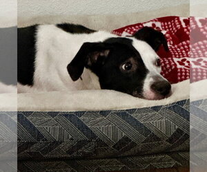 Paige #3 - Female Staffordshire Bull Terrier-Unknown Mix Dog for Adoption - Photo #4