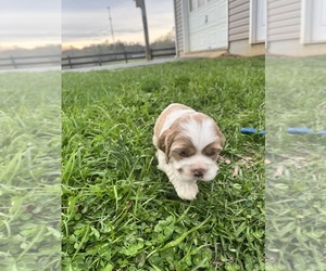 Cocker Spaniel Puppy for sale in TRINITY, NC, USA