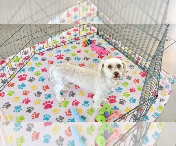 Medium Photo #14 Havanese Puppy For Sale in ORO VALLEY, AZ, USA