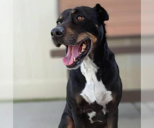 Medium Photo #3 Lab Pei Puppy For Sale in Camarillo, CA, USA