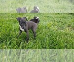Puppy 3 Italian Greyhound