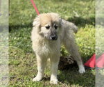 Small #3 German Shepherd Dog-Great Pyrenees Mix
