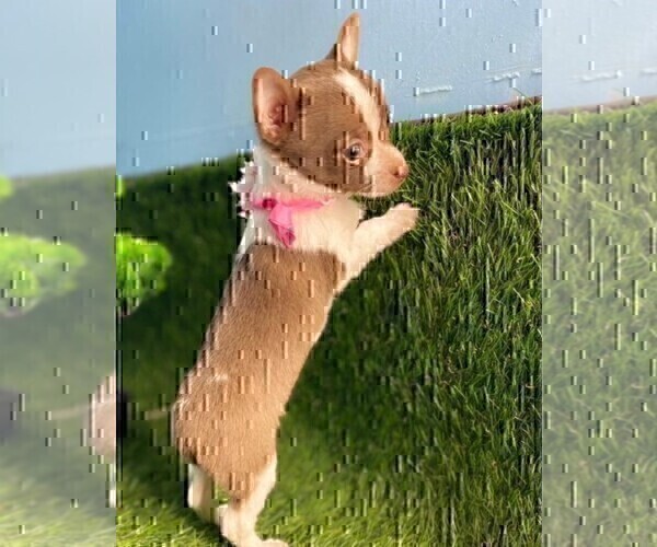 Medium Photo #29 Chihuahua Puppy For Sale in FORT LAUDERDALE, FL, USA