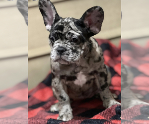 French Bulldog Puppy for sale in PICKERINGTON, OH, USA