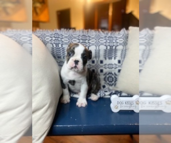 Medium Photo #7 Olde English Bulldogge Puppy For Sale in INDIANAPOLIS, IN, USA