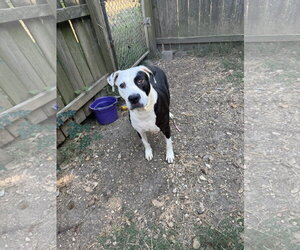 American Staffordshire Terrier-Unknown Mix Dogs for adoption in Jackson, MS, USA