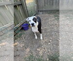 Small American Staffordshire Terrier Mix