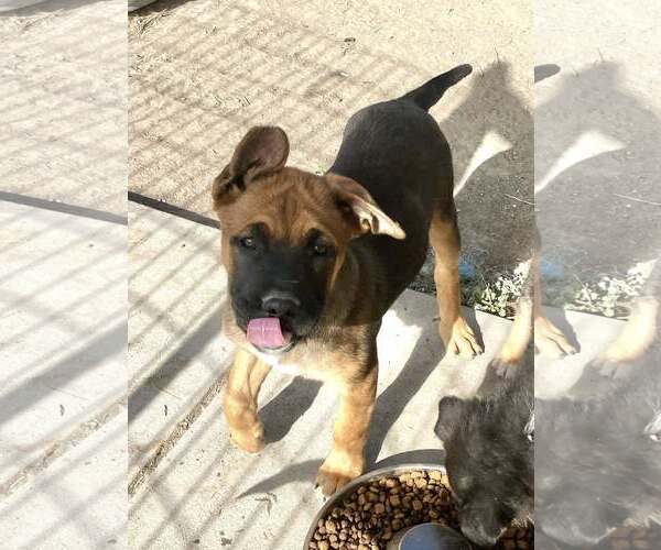 Medium Photo #2 American Pit Bull Terrier-Unknown Mix Puppy For Sale in Sandy, UT, USA