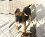 Small #1 American Pit Bull Terrier Mix