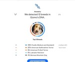 Small #2 American Staffordshire Terrier-Poodle (Standard) Mix