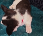 Small Photo #13 Border Collie-Pembroke Welsh Corgi Mix Puppy For Sale in CHILOQUIN, OR, USA