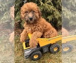 Small Photo #4 Whoodle (Miniature) Puppy For Sale in MIDDLEBURY, IN, USA