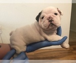 Small Photo #4 Bulldog Puppy For Sale in CHANDLER, AZ, USA