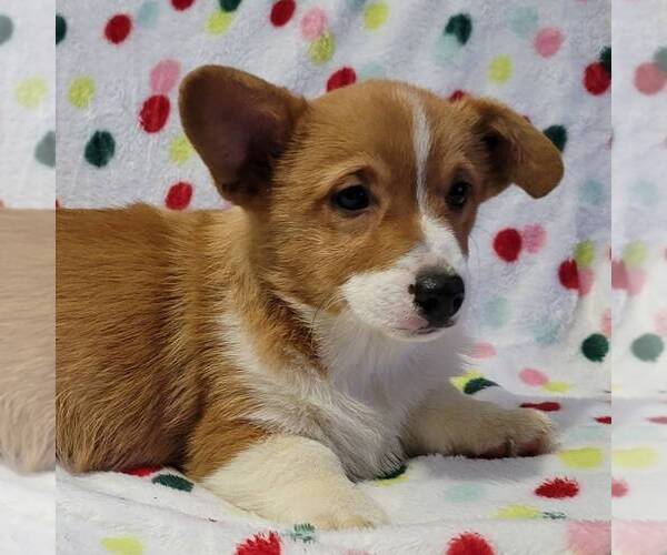 Medium Photo #1 Pembroke Welsh Corgi Puppy For Sale in NEWAYGO, MI, USA