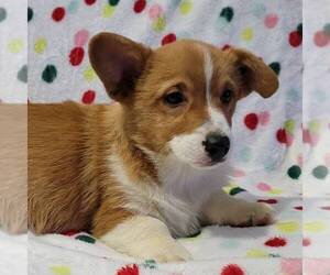 Pembroke Welsh Corgi Puppy for sale in NEWAYGO, MI, USA
