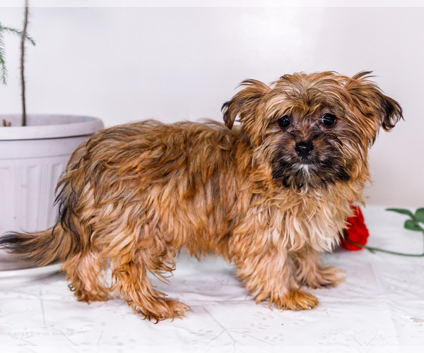 Medium Photo #12 Shorkie Tzu Puppy For Sale in WAKARUSA, IN, USA